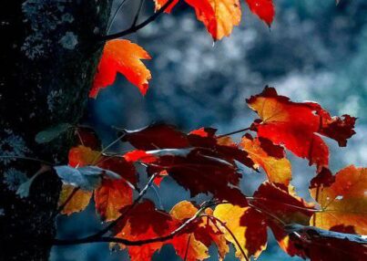 aesthetic-fall-wallpaper