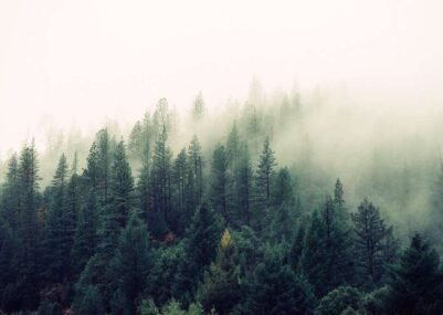 nature-forest-trees-fog