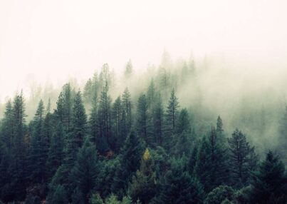 nature-forest-trees-fog