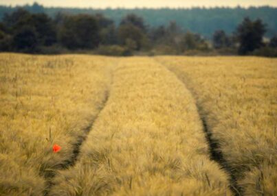 pexels-photo-4490065