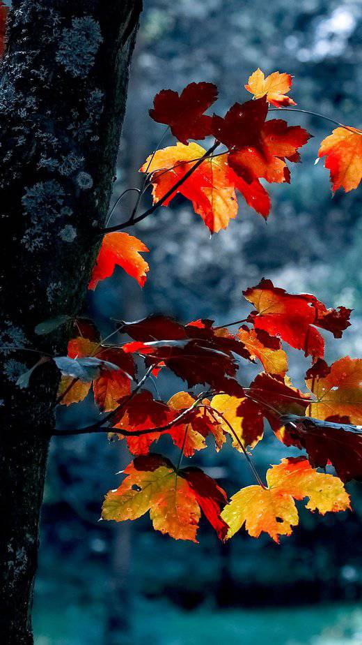 aesthetic-fall-wallpaper